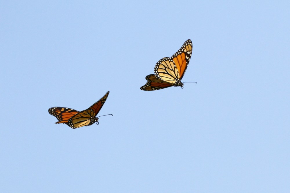 Monarch Flight