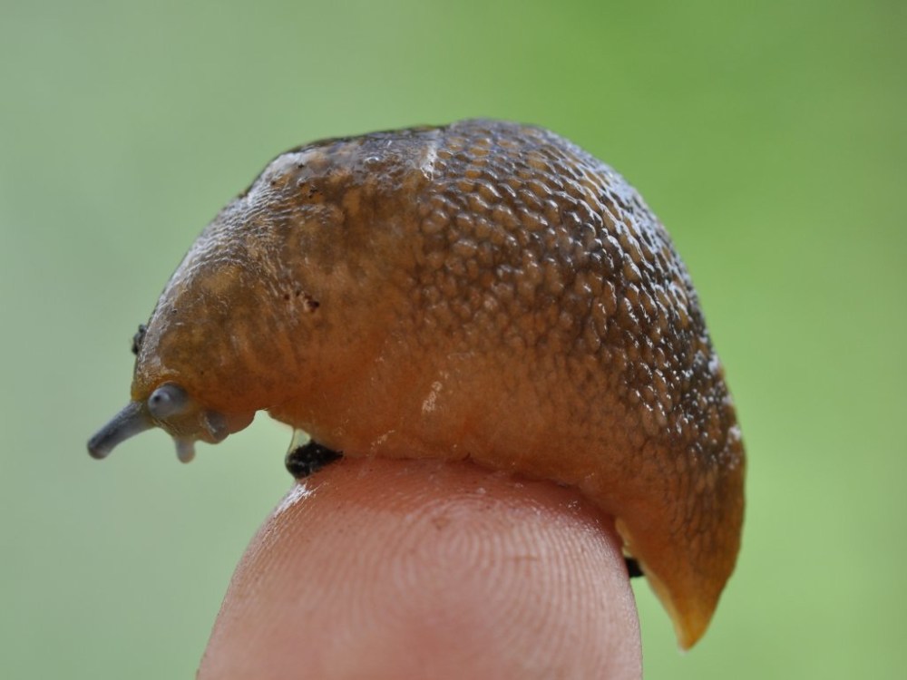 Slug on Finger